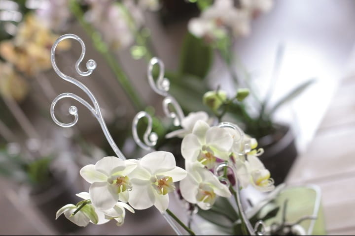 patyczki_storczykowe_aranz_Decor_Orchid_Sticks