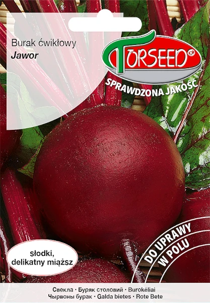 burak-cwiklowy-jawor-nasiona-torseed