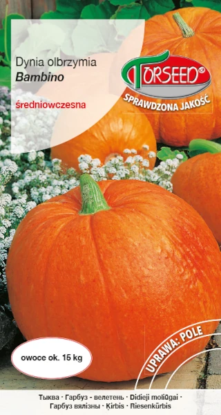 dynia-olbrzymia-bambino-nasiona-torseed