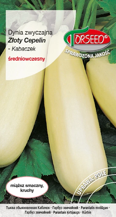 dynia-zwyczajna-kabaczek-zloty-cepelin