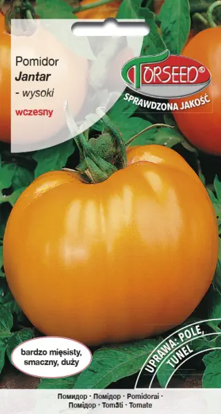 Pomidor żółty wysoki Jantar nasiona Torseed