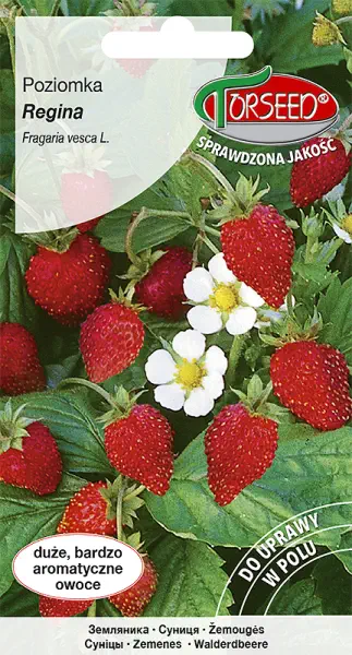 Poziomka Regina nasiona Torseed