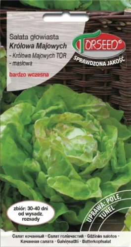 Sałata głowiasta masłowa Królowa Majowych nasiona Torseed