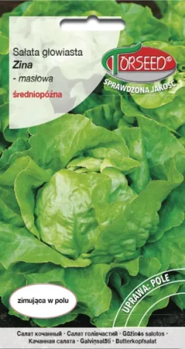 Sałata głowiasta masłowa zimująca Zina nasiona Torseed