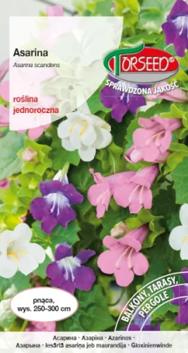 mieszanka kwiatow asarina torseed