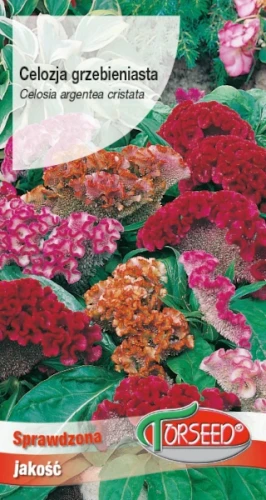 Celozja grzebieniasta nasiona Torseed