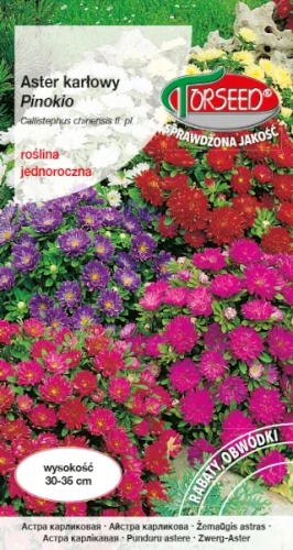 Aster karłowy Pinokio Torseed