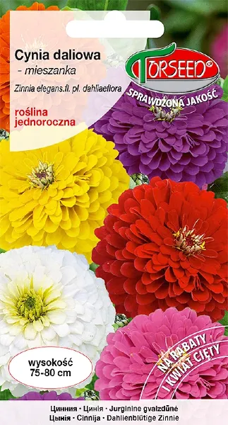 cynia daliowa nasiona torsed