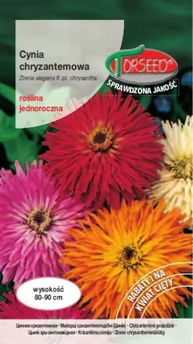 cynia-chryzantemowa-nasiona-torseed