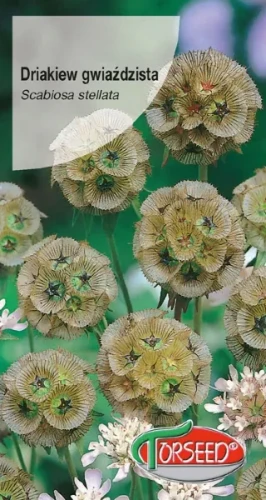 Driakiew gwiaździsta beżowo-zielona nasioa torseed