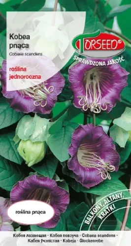 kobea pnaca fioletowa nasiona torseed