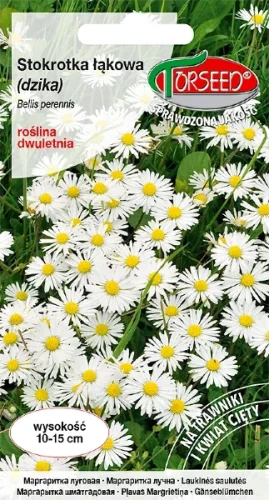 stokrotka lakowa dzika nasiona torseed