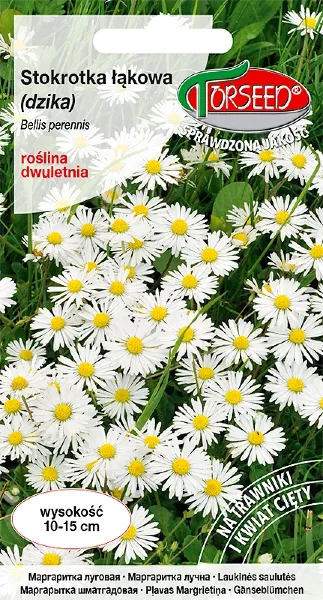 stokrotka lakowa dzika nasiona torseed
