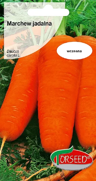marchew-jadalna-Chantenay-torseed