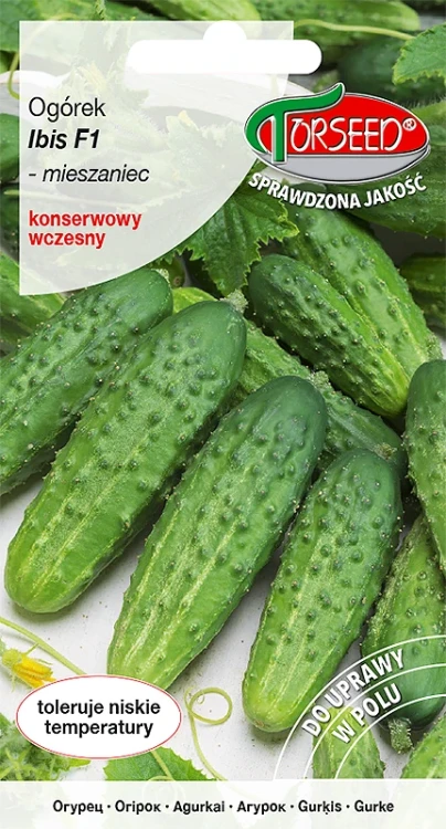 ogórek gruntowy konserwowy Ibis F1 nasiona Torseed