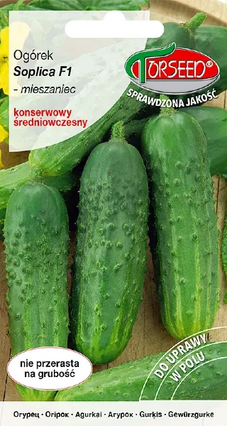 ogórek gruntowy konserwowy Soplica F1 nasiona Torseed