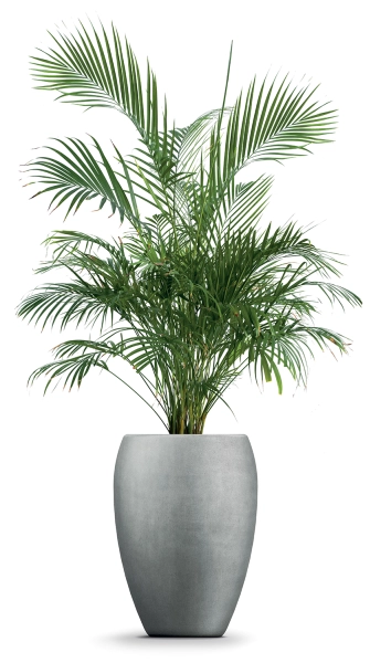 donica_wysoka_palmówka_Cano_High_aranżacja_z_palmą