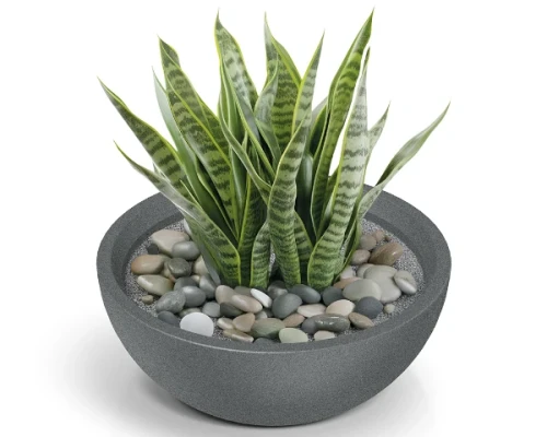 donica niska misa szara 60 cm Molio Bowl aranzacja z roslina