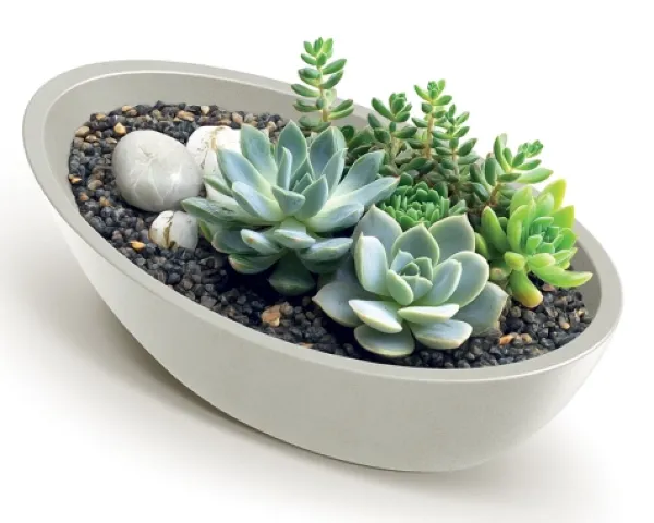 Doniczka owalna łódka dekoracyjna Aria Oval - aranżacja z sukulentami