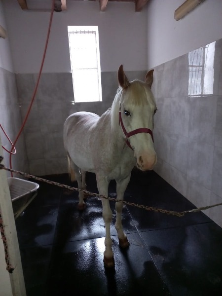 mata stajenna Agro - aranżacja z koniem