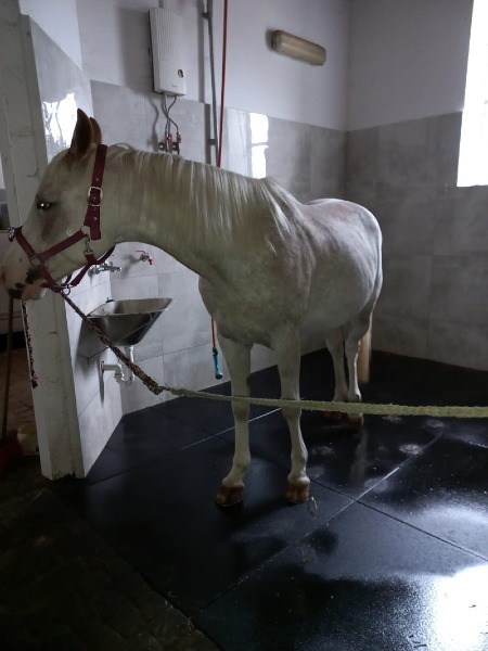 Mata do boksów dla koni Agro - aranżacja z koniem