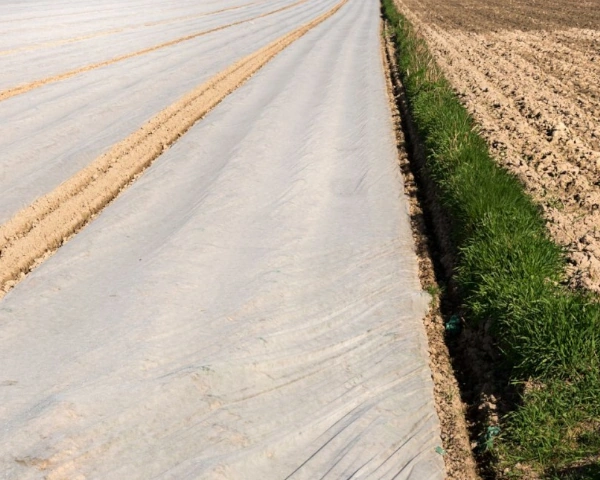 agrowloknina-wzmocniona-biala-P-19-3,2-x-100-m-prezentacja-okrytych-upraw