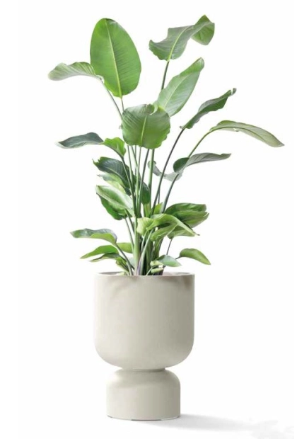 Donica kielichowa Molta Grail marki Ethick - zdjęcie aranżacyjne z rośliną