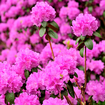 Pięknie kwitnący rododendron po zastosowaniu nawozu Bopon