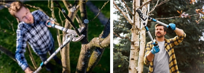 sekatory teleskopowe aranżacja - przycinanie drzew gałęzi