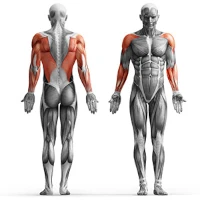 wyciag-do-lawki-marbo-sport-partie-miesni