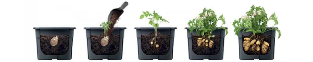 doniczka do ziemniaków baner