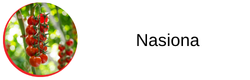szeroka oferta nasion warzyw i ziół
