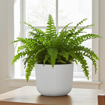 Zdrowa paproć nawożona Biohumusem Ekodarpol